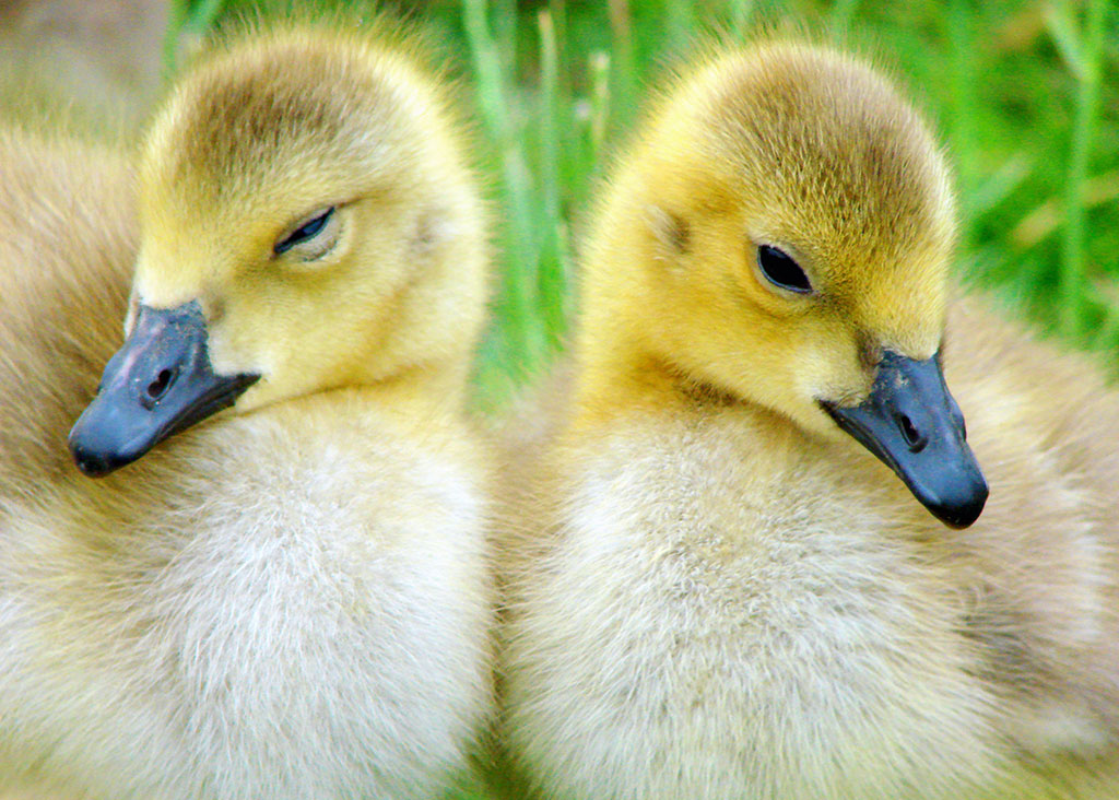 Canada Goslings
