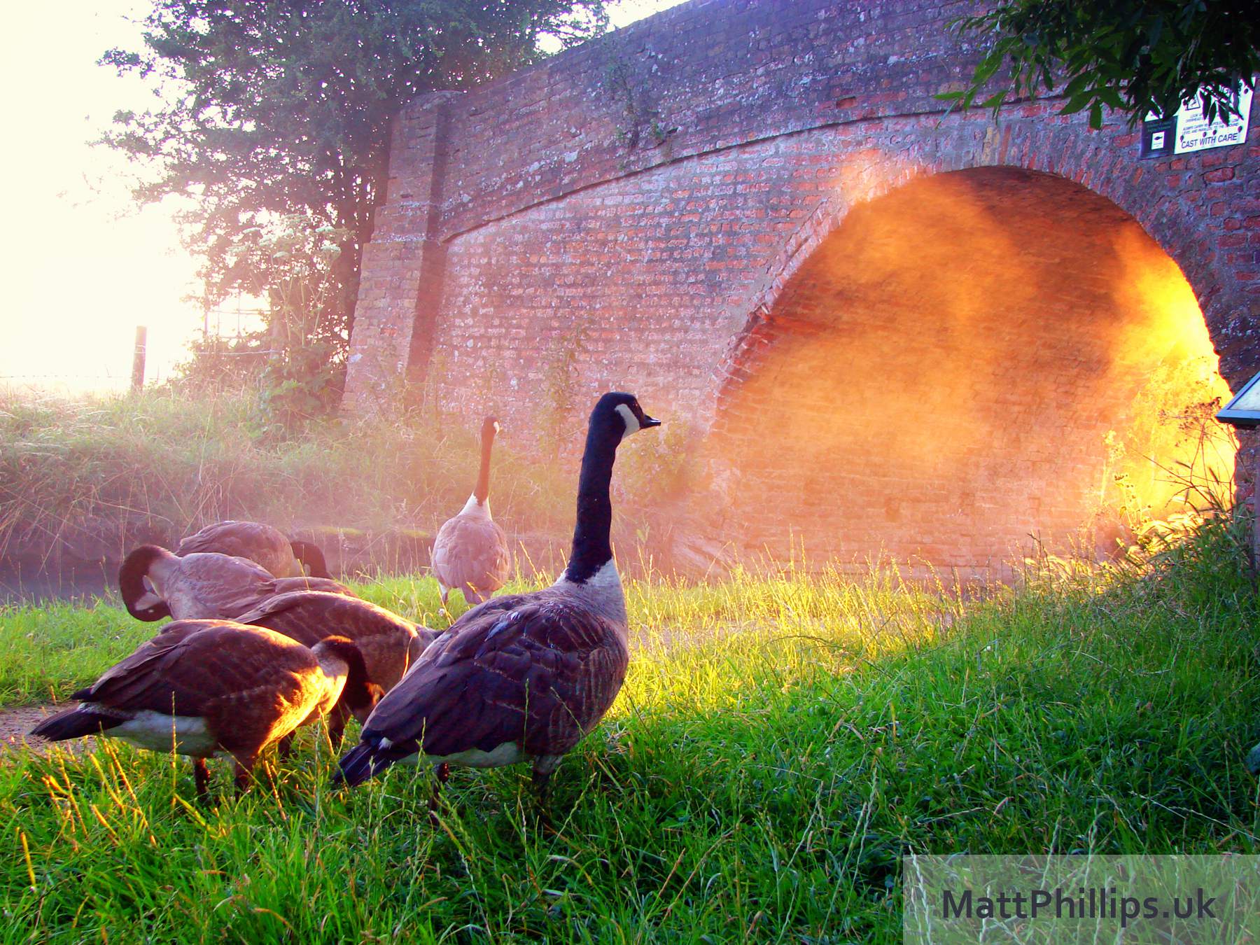 Geese at Sunrise