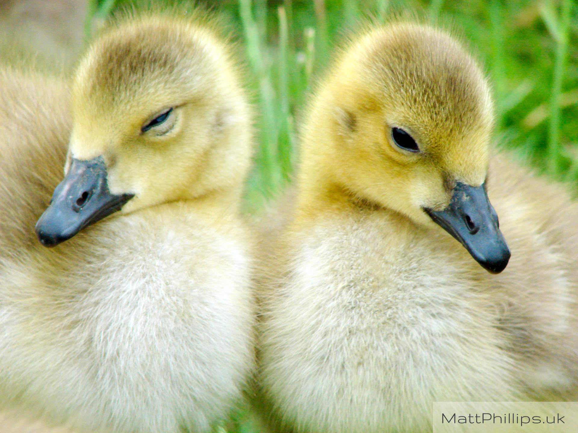 Cute Canada Goslings