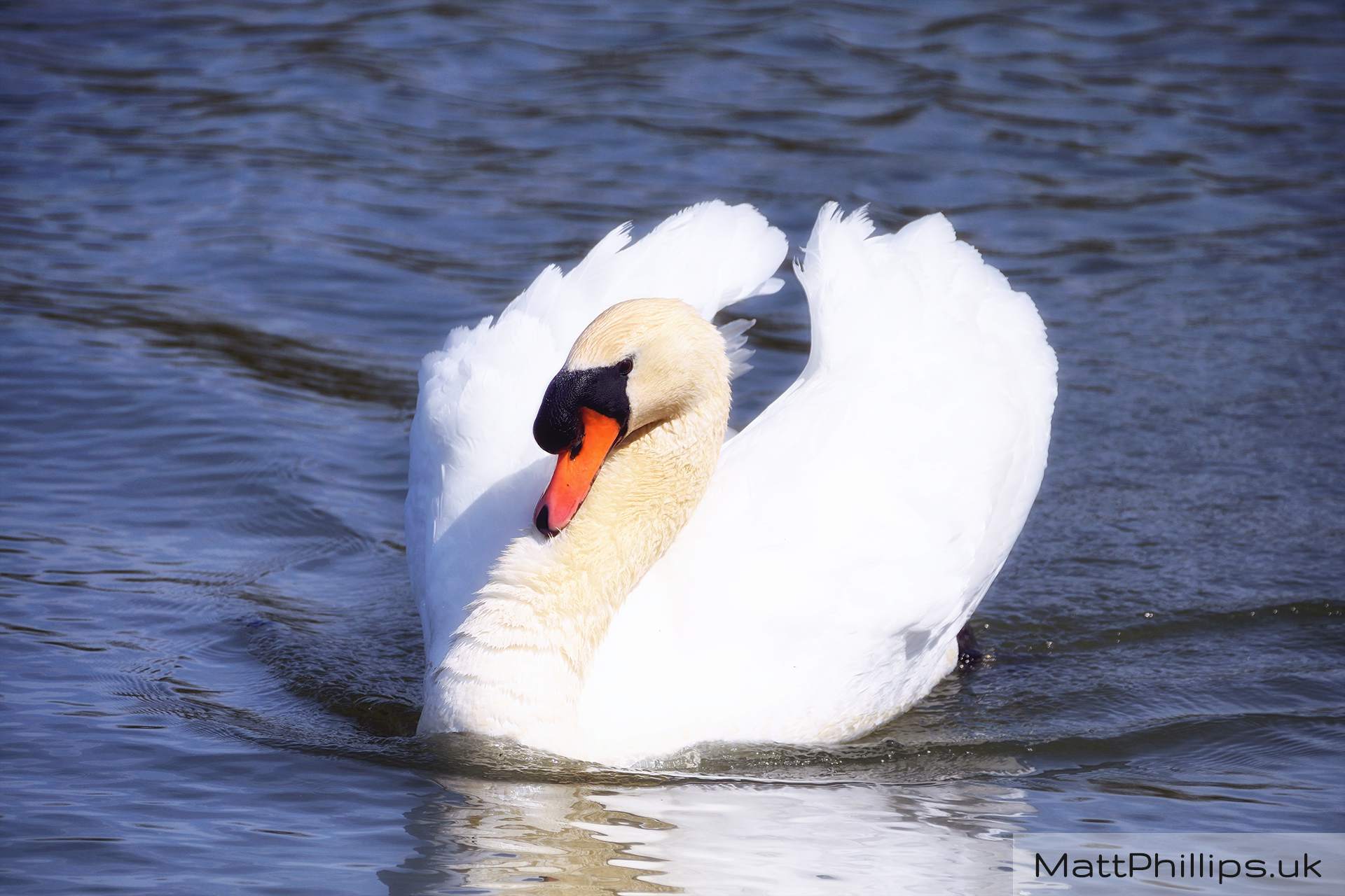 Mute Swan III