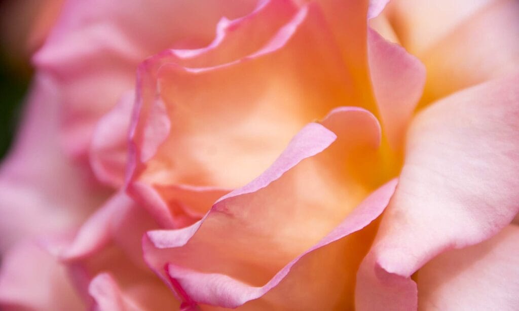 Macro Rose Petals
